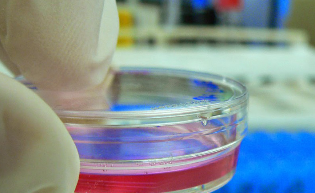 Protecció enfront de l'acomiadament: El període de tractament per la fecundació in vitro és equiparable a la situació d'embaràs